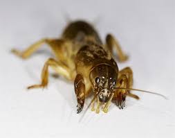 Attēlu rezultāti vaicājumam “Gryllotalpa gryllotalpa”