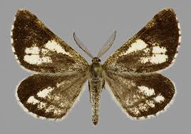 Attēlu rezultāti vaicājumam “Bupalus piniaria male”