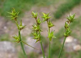 Attēlu rezultāti vaicājumam “Carex echinata”