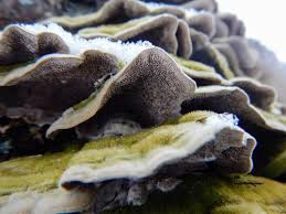 Attēlu rezultāti vaicājumam “Cerrena unicolor”