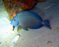 Image result for Acanthurus chirurgus