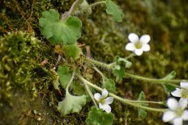 Attēlu rezultāti vaicājumam “Saxifraga granulata leaf”