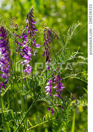 Attēlu rezultāti vaicājumam “Vicia cracca flower”