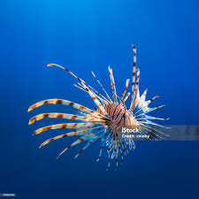 Image result for Pterois volitans