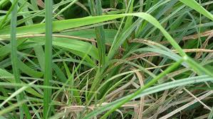 Attēlu rezultāti vaicājumam “Carex hirta”