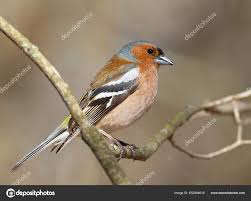 Attēlu rezultāti vaicājumam “Fringilla coelebs male”