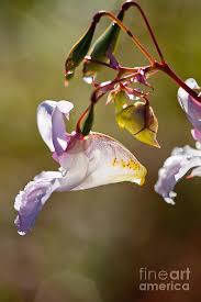 Image result for Impatiens glandulifera