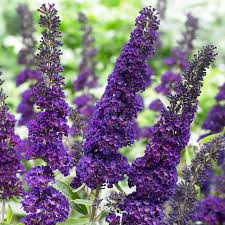 Image result for Buddleja davidii