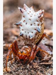 Attēlu rezultāti vaicājumam “Araneidae”