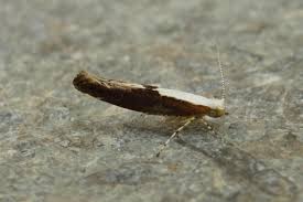 Attēlu rezultāti vaicājumam “Argyresthia semifusca”