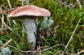 Attēlu rezultāti vaicājumam “Gomphidius roseus”