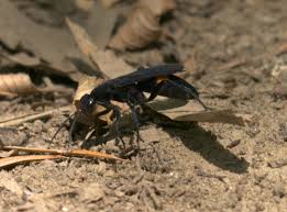 Attēlu rezultāti vaicājumam “Badhamiopsis sp.”