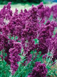 Image result for Salvia nemorosa