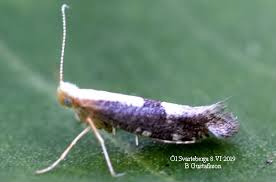 Attēlu rezultāti vaicājumam “Argyresthia spinosella”