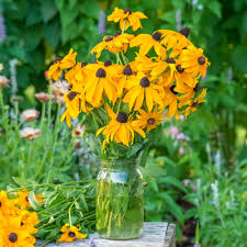 Image result for Rudbeckia fulgida