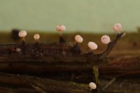 Attēlu rezultāti vaicājumam “Physarum leucophaeum stalked”