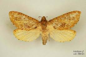 Attēlu rezultāti vaicājumam “Hepialidae”