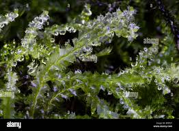 Attēlu rezultāti vaicājumam “Lophocolea bidentata”