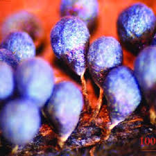 Attēlu rezultāti vaicājumam “Physarum bitectum sessile”