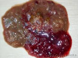 Image result for cestoda excrement dog