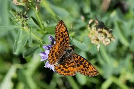 Attēlu rezultāti vaicājumam “Clossiana euphrosyne upperside”
