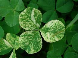 Attēlu rezultāti vaicājumam “Trifolium spadiceum leaf”