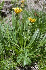 Attēlu rezultāti vaicājumam “Scorzonera humilis leaf”