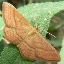 Attēlu rezultāti vaicājumam “Idaea serpentata”