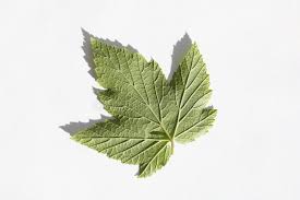 Attēlu rezultāti vaicājumam “Ribes nigrum leaf”