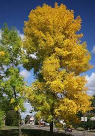 Attēlu rezultāti vaicājumam “Fraxinus pennsylvanica female flower”