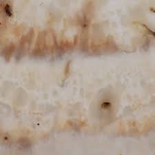 Attēlu rezultāti vaicājumam “Postia guttulata”