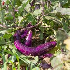 Afbeeldingsresultaat voor fengyuan purple eggplant