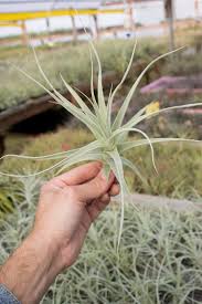 Attēlu rezultāti vaicājumam “Clavaria straminea”