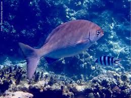 Image result for Kyphosus