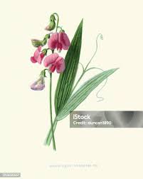 Attēlu rezultāti vaicājumam “Lathyrus sylvestris leaf”