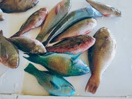 Image result for Calotomus carolinus