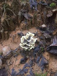 Attēlu rezultāti vaicājumam “Thelephora penicillata”