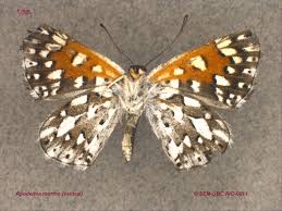 Attēlu rezultāti vaicājumam “Riodinidae”