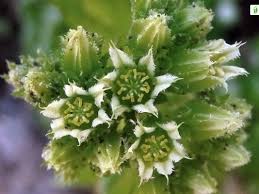 Attēlu rezultāti vaicājumam “Jovibarba globifera flower”