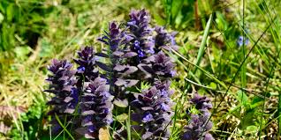 Attēlu rezultāti vaicājumam “Ajuga pyramidalis”