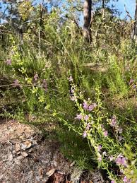 Attēlu rezultāti vaicājumam “Diderma tigrinum stalked”