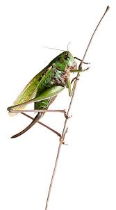 Attēlu rezultāti vaicājumam “Decticus verrucivorus”