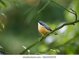 Attēlu rezultāti vaicājumam “Sitta europaea”