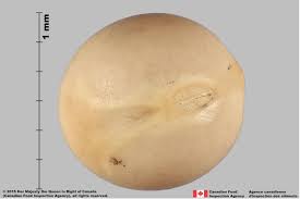 Attēlu rezultāti vaicājumam “Pisum sativum fruit”