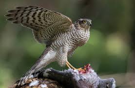 Attēlu rezultāti vaicājumam “Accipiter nisus female”