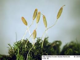 Attēlu rezultāti vaicājumam “Dicranum montanum”