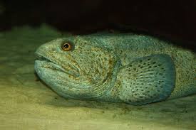 Image result for Anarhichas minor