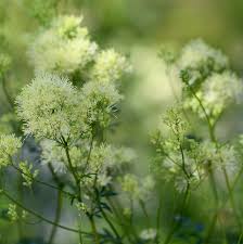 Attēlu rezultāti vaicājumam “Thalictrum lucidum”
