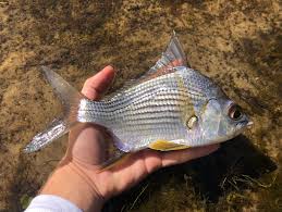 Image result for Eugerres plumieri