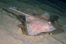 Image result for Raja polystigma